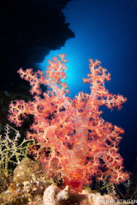 Common soft coral scene from RedSea by Taner Atilgan 